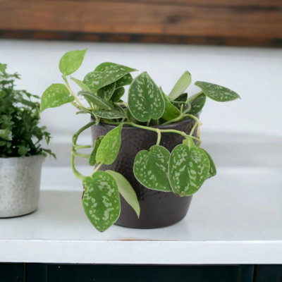 Epipremnum Pictum Argyraeus Satin Pothos Trailing Houseplant In 12Cm Pot Garden Plant from B&Q