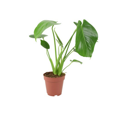 Monstera Deliciosa Swiss Cheese Plant 12Cm Grow Pot Tropical Indoor Houseplant from B&Q