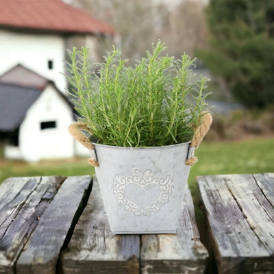 Rosemary In Heart Tin Fragrant Mediterranean Herb For Home And Garden Plant from B&Q