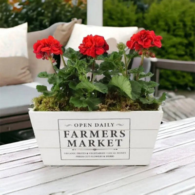 Geranium Red In Farmers Market Trough Vibrant Readyplanted Patio Display Garden Plant from B&Q