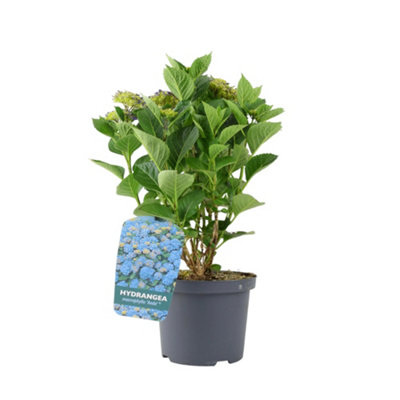 Mini Pilea Peperomioides Chinese Money Plant 6Cm Pot  Easy Care Indoor Houseplant  No Container from B&Q