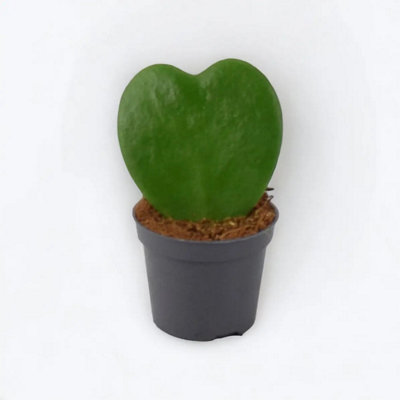 Hoya Kerrii Heart Shaped Succulent Plant 6Cm Pot Easy Care Plant Garden Plant from B&Q
