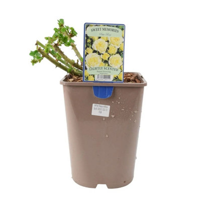 Sweet Memories Patio Rose 5.5L Pot  Compact And Fragrant Yellow Blooms In  Nursery Pot from B&Q
