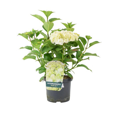 Mini Pilea Peperomioides Chinese Money Plant 6Cm Grow Pot  No Decorative Container from B&Q