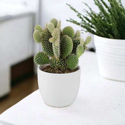 Cactus Opuntia Microdasys Albispina Bunny Ears Cactus In 105Cm Pot Garden Plant from B&Q