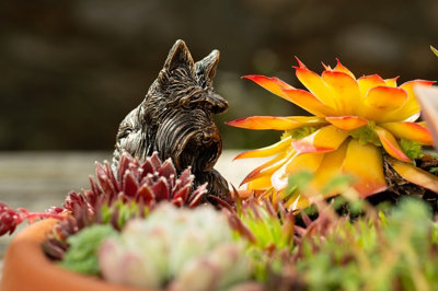 B&Q -  Antique Bronze Coloured Scottish Terrier Pot Buddy Pot Hanger