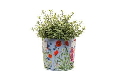 B&Q -  Iona Buchanan Meadow Fabric Eco 23L PotsL45 X W45 X H27 CmLilac