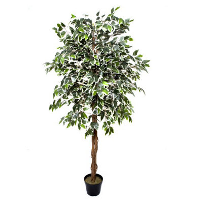 GreenBrokers Premium Artificial Variegated Ficus Tree 180 Cm Potted Plant from B&Q