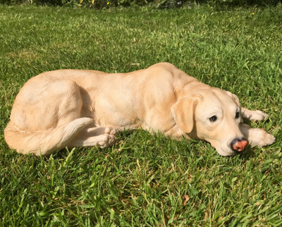 Animal Crackers Golden Laying Labrador Figurine, (44Cm Long) Realistic Home Or Garden Ornament Or Memorial Large B&Q
