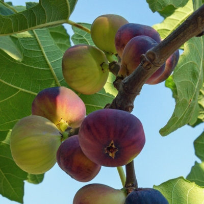 Carbeth Plants Ficus Carica Brown TurkeyFig Tree In A 2Litre Pot Ready To Plant from B&Q
