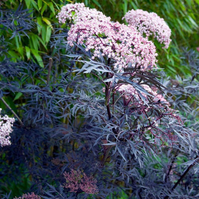 Carbeth Plants Sambucus Nigra Black Lace In 9Cm PotElderberry PlantDeciduous Shrub from B&Q