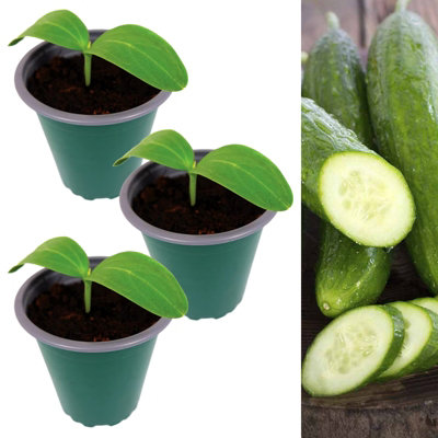 B&Q -  3 X Cucumber 'femspot'Growing Plants In 9Cm PotsIdeal For Beginners