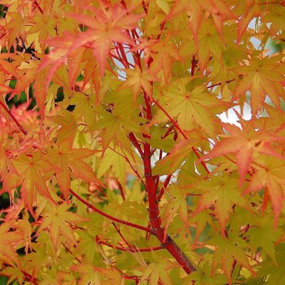 B&Q -  Acer Palmatum Sangokaku In 9Cm PotHardy Deciduous Japanese Maple Garden Shrub