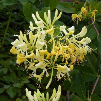 Carbeth Plants Honeysuckle Graham Thomas - Scented Lonicera In 9Cm Pot - Evergreen Climbing Plant