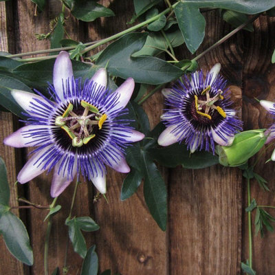 Carbeth Plants 2 X Passiflora Passion Flower 'damsels Delight' In 9Cm PotsSemi-Evergreen Climbing Plants from B&Q