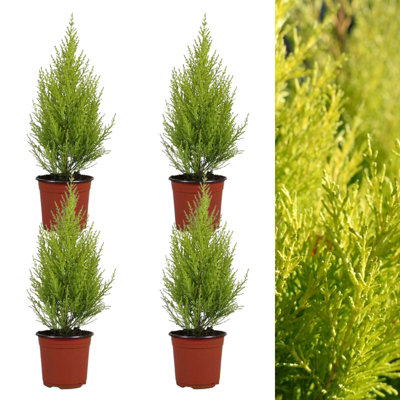 Carbeth Plants Cupressus Wilma Goldcrest 4 X 9Cm PotsGolden Conifers Evergreen Hardy Plants from B&Q