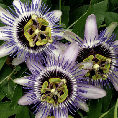 Carbeth Plants 1 X Passiflora Passion Flower 'damsels Delight' In 9Cm PotSemi-Evergreen Climber from B&Q