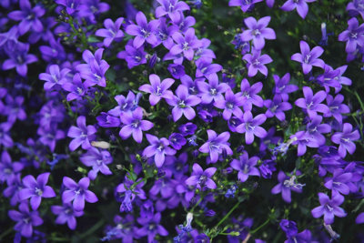 B&Q -  Campanula Bavarian Blue Alpine PlantHardy Outdoor Plant For The Garden