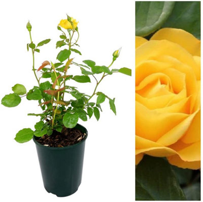 Carbeth Plants Rose Bush Arthur BellFloribunda Rose In A 3 Litre Pot from B&Q
