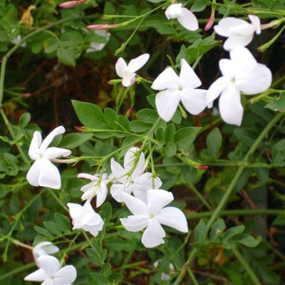 Carbeth Plants 2 X Jasmine Officinale In 9Cm PotsStar Jasmine PlantsScented Flowers from B&Q