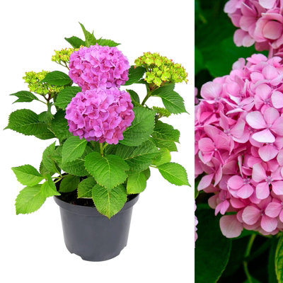 Carbeth Plants Hydrangea Plant Pink - Large Hydrangea Macrophylla - 50-60Cm In Height