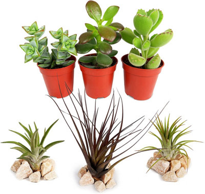 Carbeth Plants Succulent And Air Plant Mix3 Air Plants3 Succulents For Beginners from B&Q