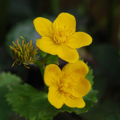 Carbeth Plants Caltha PalustrisPond Plant In 9Cm PotMarsh Marigold Marginal Plant from B&Q