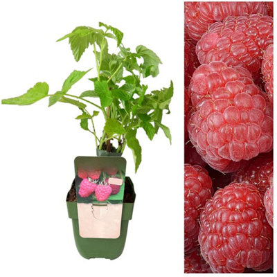 Carbeth Plants Raspberry PlantDouble Fruiting 'twotimer Sugana Red'Fruits Twice A Year from B&Q