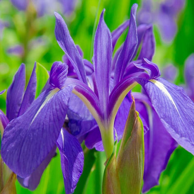 Carbeth Plants Iris LaevigataPond Plant In 9Cm PotJapanese Water Iris Marginal Plant from B&Q
