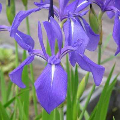 Carbeth Plants Pond Plants For Small Ponds3 X 9Cm Pot Laevigata IrisLive Marginal Ponds PlantPerennial Outdoor Pond Plan from B&Q