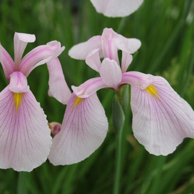Carbeth Plants Iris Rose Queen In 9Cm PotJapanese IrisLive Marginal Ponds Plant from B&Q