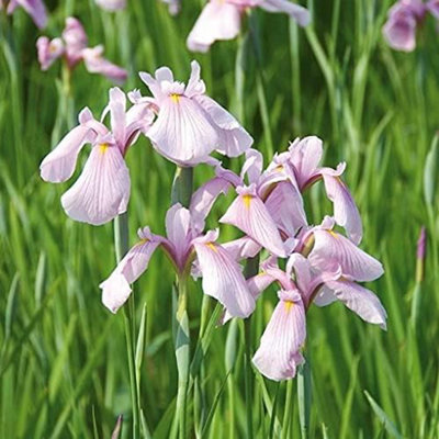 Carbeth Plants 3 X 9Cm Pot Iris Rose QueenJapanese IrisLive Marginal Ponds Plant from B&Q