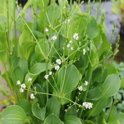 Carbeth Plants Pond Plants For Small Ponds3 X 9Cm Pot Alisma Plantago AquaticumMad Dog WeedLive Marginal Ponds Plant from B&Q