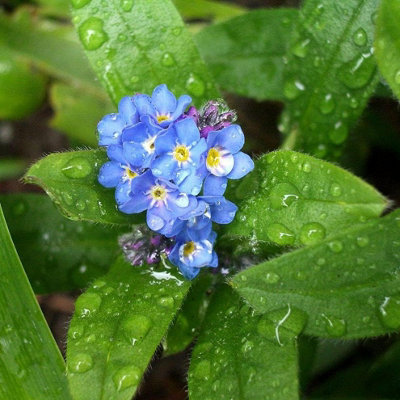 Carbeth Plants 3 X Myosotis Palustris In 9Cm Pots Water Forget Me NotLive Marginal Ponds Plant from B&Q