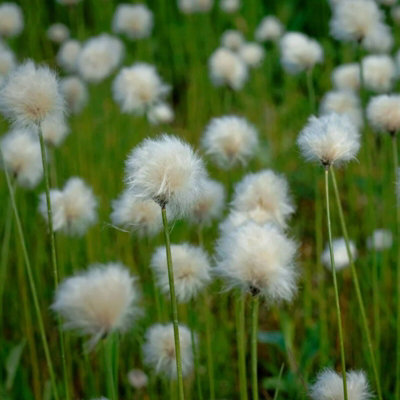 Carbeth Plants Eriophorum AngustifoliumPond Plant In 9Cm PotCotton Grass Marginal Plant from B&Q