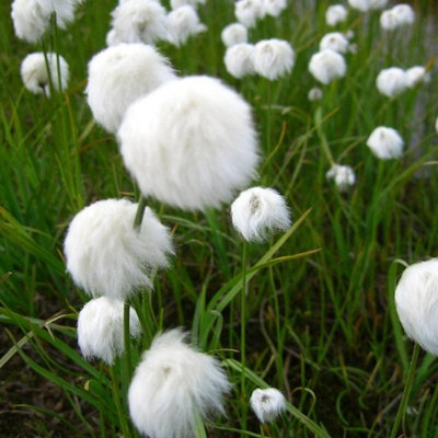 Carbeth Plants 3 X 9Cm Pot Eriophorum Angustifolium CottongrassLive Marginal Pond Plant from B&Q