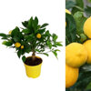 Found it product image.