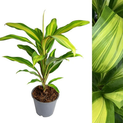 Carbeth Plants Cordyline Fruticose Kiwi Lemon LimeGood Luck Plant In 12Cm 30-40Cm In Height from B&Q