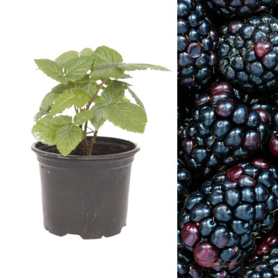 Carbeth Plants Blackberry Fruit Plant Rubus Thornless In 9Cm PotOutdoor Ready To Plant Summer Fruiting Berry Shrub from B&Q