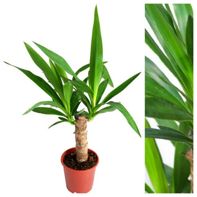 Carbeth Plants Yucca Elephantipes SpinlessEvergreen Indoor Houseplant In 12Cm Pot from B&Q