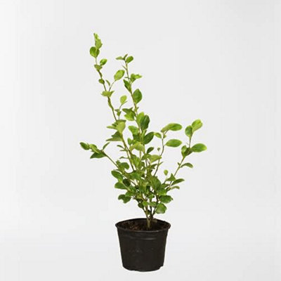 Carbeth Plants Griselinia Littoralis In 9Cm PotEvergreen Hedging Shrubs Plants 20-30Cm In Height For Garden Borders from B&Q