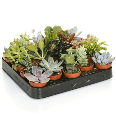 Carbeth Plants 10 Succulent Plant MixIndoor Plant GiftHouse & Office Plants from B&Q