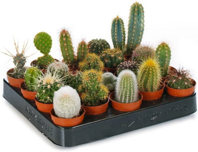 Carbeth Plants Set Of 10 Different Cactus Plants In 5.5Cm PotsIndoor Plant Gifts from B&Q