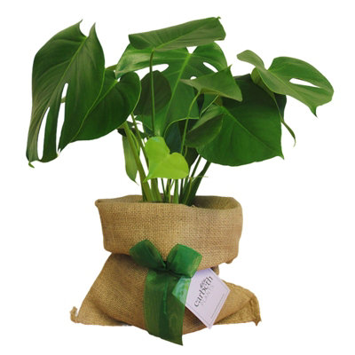 Carbeth Plants Monstera Cheese Plant In Hessian Gift Wrap & Gift CardFantastic Plant Gift from B&Q