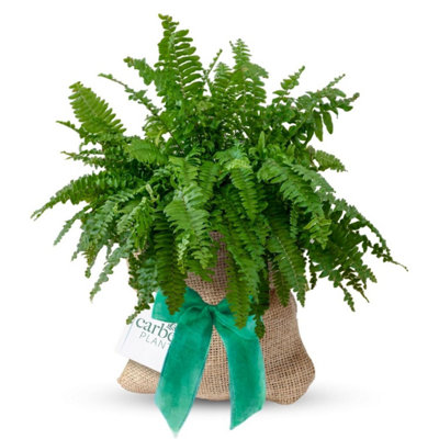 Carbeth Plants Boston Fern Indoor Plant Gift WrappedIndoor House Plant from B&Q