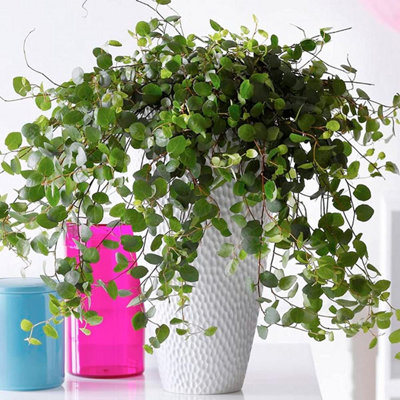 Carbeth Plants Maidenhair Vine PlantMuehlenbeckia Complexa In 13Cm PotIndoor & Outdoor from B&Q