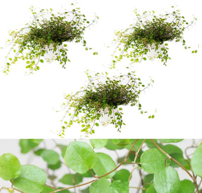 Carbeth Plants Maidenhair Vine Plant3 X Muehlenbeckia Complexa Plants In 13Cm PotsIndoor Plants from B&Q