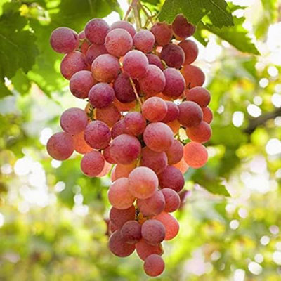 Carbeth Plants Grape Plants X 2 'suffolk Red'Grape Plant In 9Cm Pot from B&Q