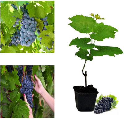 Carbeth Plants Grape Vitis Plant Boskoop GloryHigh Yielding Dessert GrapeFor Uk Climates from B&Q