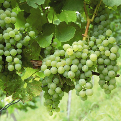 Carbeth Plants White Grape Vine Vitis Grape Plant PhoenixHigh Yielding Fruit PlantDessert Grape For Juicing Or Wine from B&Q
